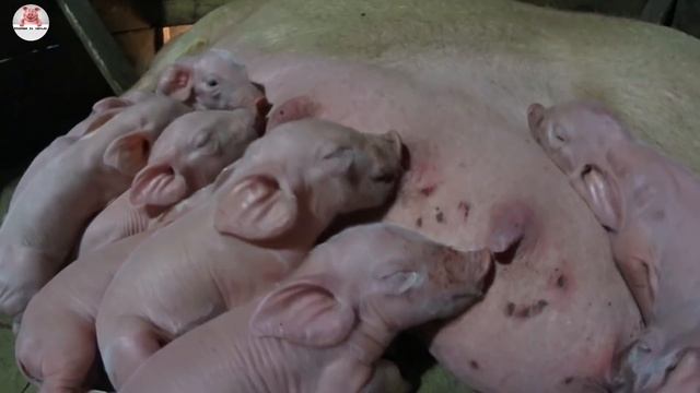 Двойной опорос свиноматок породы ландрас и ландрас /дюрок смотреть онлайн