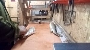 Щука и сиги горячего копчения в бочке