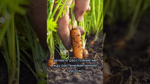 Чтобы морковь была большой! | To make the carrots big! смотреть онлайн