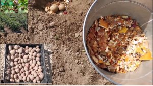 Сажаем картошку с добавлением в лунку мандариновых корок. Как отвадить от огорода колорадского жука.