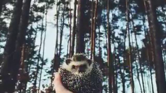 Милые фото ежат??