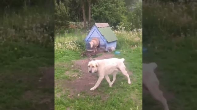 Спалились. Вот это развязка! Неожиданно. смотреть онлайн