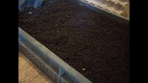 Как сушить биогумус/Разведение червя дендробена