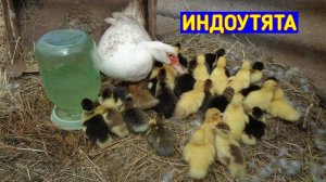 Индоутка и 70-40 утят / Примет новых или Нет? / Вывод индоутят под уткой / Мускусные утки/Утята