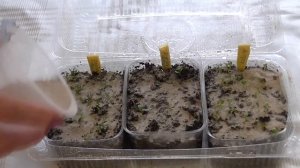 Выращивание рудбекии пурпурной из семян (Часть 1)