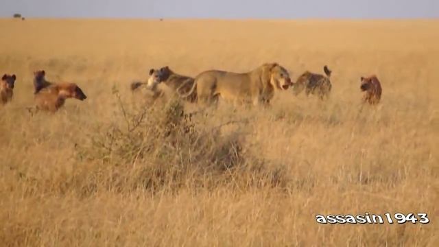 Стая гиен ржет смотреть онлайн