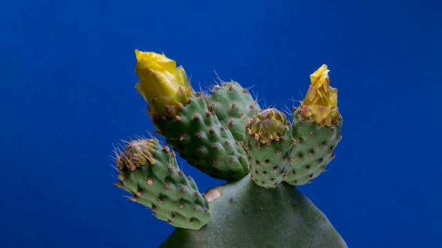 Wild Flower Cactus Blossom Time Lapse Full HD смотреть онлайн