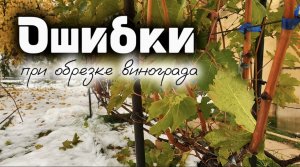 Основные ошибки при обрезке виноградного куста на зиму / Обрезка винограда
