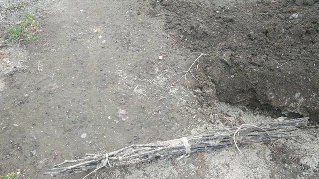 Когда ставить на проращивание черенки винограда. смотреть онлайн