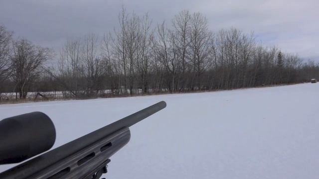 Hunt is on for a Big Alberta Coyote! смотреть онлайн