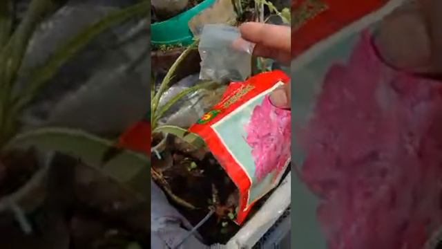 cara sebar benih buat bayam organik смотреть онлайн