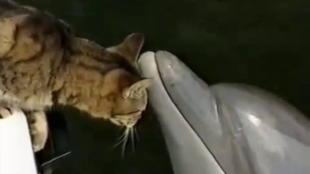 Кот и дельфин Смотреть всем!! смотреть онлайн