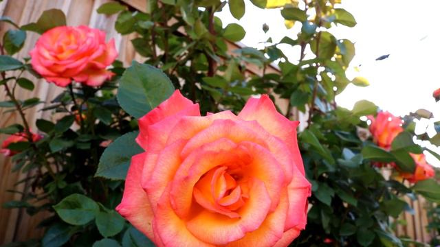 Sheila's Perfume Rose 2nd Year Spring Flush смотреть онлайн