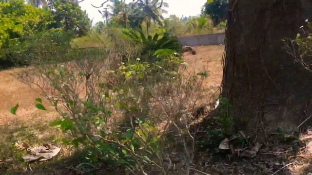 Baobab in Goa смотреть онлайн