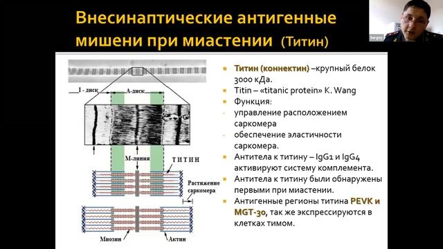 Нервно-мышечный синапс: строение, функционирование, болезни. Взгляд врача-невролога смотреть онлайн