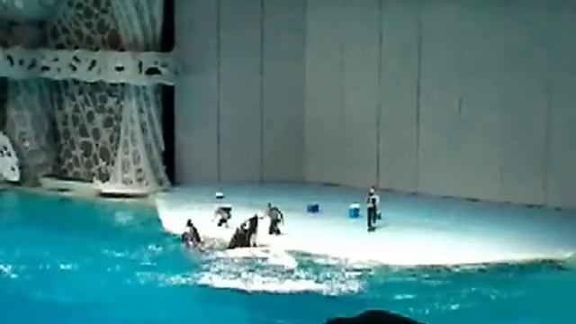 Москвариум на ВДНХ выступление смотреть онлайн