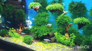 аквариум с мхами и растение монте карло СО2 неоны креветки