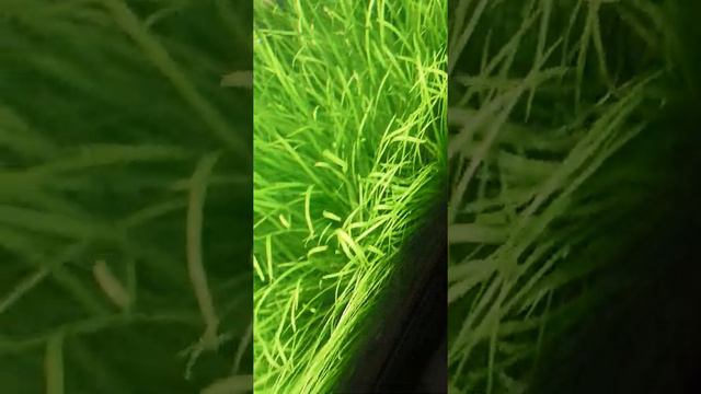 Аквариум 330 литров смотреть онлайн