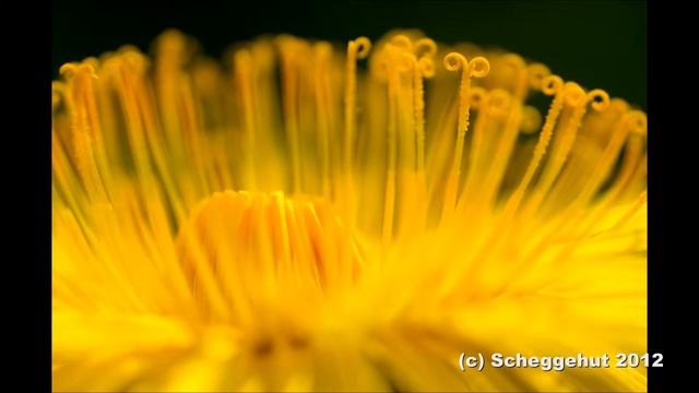 Soligor Macro: Some Shots !!! (Diashow) смотреть онлайн