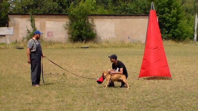 Горловка .тренинг по защите малыш-питбуль 02,08,20 смотреть онлайн