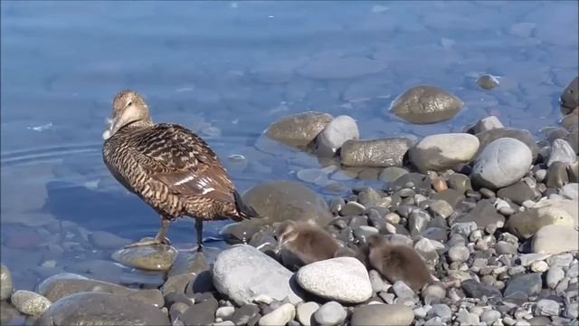 Гагачий пух/Eiderdown | Почему он такой дорогой? смотреть онлайн