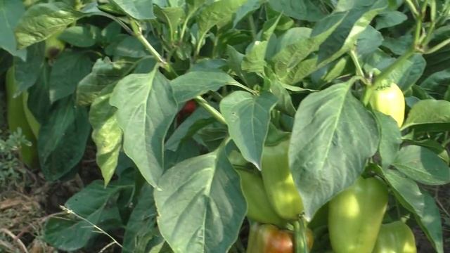 КАК Вырастить ПЕРЕЦ в ОТКРЫТОМ ГРУНТЕ. Обзор грядок. смотреть онлайн