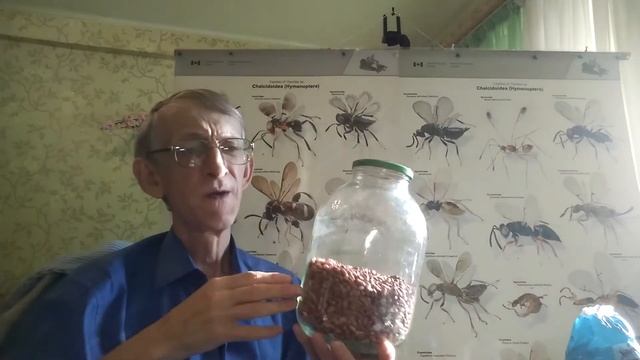 Какие Жуки Живут в Вашей Квартире и Кухне? Советы Эксперта: Как Избавиться? ЧАСТЬ-1. смотреть онлайн