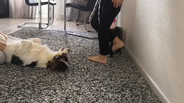 самая умная собака в мире смотреть онлайн