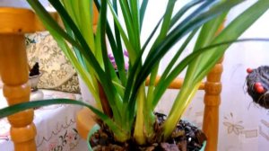 Цимбидиум .Причины  пожелтения листьев у орхидей .