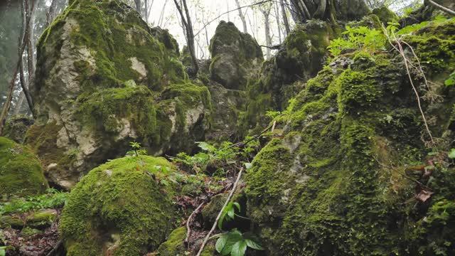 Звуки дождя в лесу 3 часа релакса Антистресс Видео смотреть онлайн