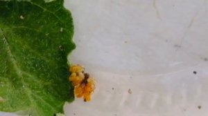 ЧЕМ ПИТАЮТСЯ БОЖЬИ КОРОВКИ?