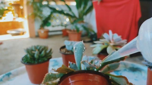 How to Get Rid of Mealy Bugs in your Succulents - Day 1 - Philippines смотреть онлайн