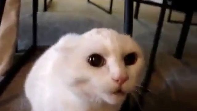 Самая злая кошка в мире жесть смотреть онлайн