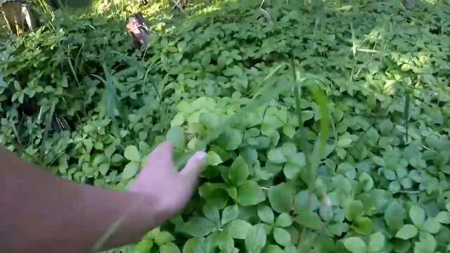 Съездил на ягодные места (клоповка-красника) напугал рябчик! смотреть онлайн