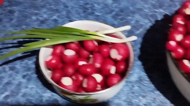 РЕДИС . ПЕРВАЯ ЗАГОТОВКА НА ЗИМУ. смотреть онлайн