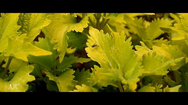 Nikon D3500 Test Video | CINEMATIC LOOK смотреть онлайн