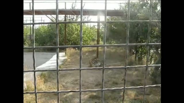 Крым-2017 г. Парк львов «Тайган». Тигры