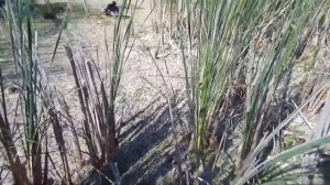 Охота по перу!Охота с ружьём ИЖ-18#Везде кабаны да лоси/Duck hunting from the approach