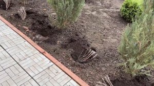 ЛАВАНДА-Размножение?Пересаживаю укоренившиеся веточки на новое место