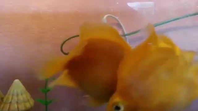 Песик впервые увидел волны.Рыбки целуются.Цихлиды.Смешные животные Doggie has seen the waves for th смотреть онлайн