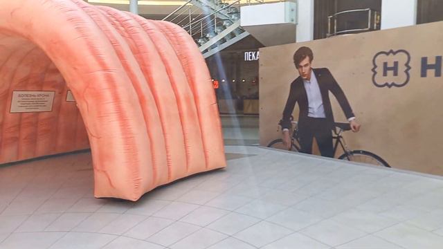 Дети изучают сердце,легкие,толстую кишку