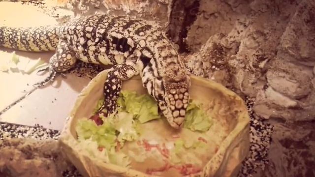 Repas Salvator Merianae смотреть онлайн