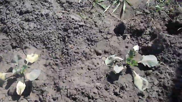 ПОМЕРЗЛА КАПУСТА ?!  ЧТО ДАЛЬШЕ ?!