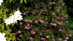 ? КЛЕМАТИС КНЯЖИК -  княжики сорта 'Джанни' - Clematis 'Janny' Клематис TV