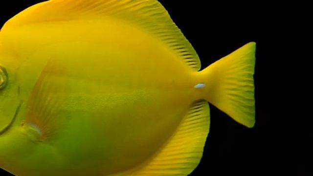 Facts: The Yellow Tang смотреть онлайн