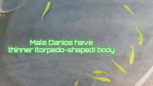 How to identify Male and Female Danio | Neon Green Danio смотреть онлайн