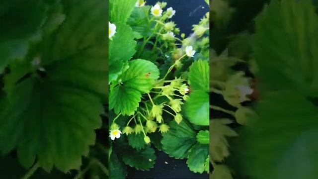 #Shorts Один из самых вкусных ремов сорт клубники Мара де бура смотреть онлайн