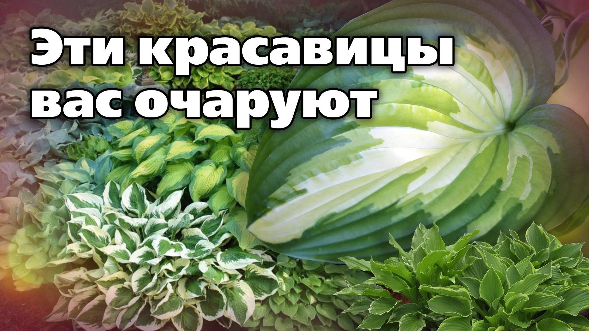 ТОП-10 новинок сортов хосты. Устоять невозможно смотреть онлайн