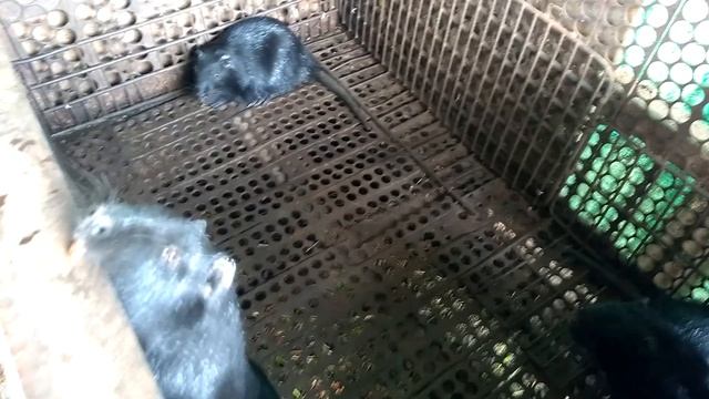 Наши чёрные нутрии #нутрии #кормлениенутрий #животные смотреть онлайн