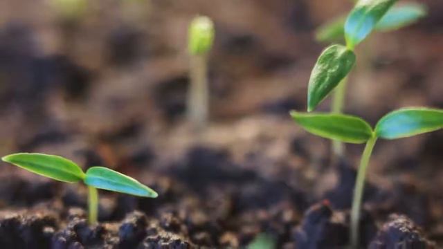 PentoKan - the key to cellular health. Концепция здоровья, ЗОЖ, долголетие с CCI. смотреть онлайн